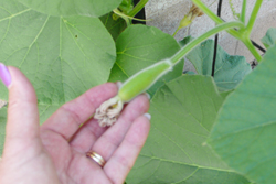 baby gourd