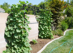 gourd trellis