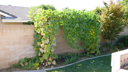 gourd trellis