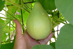 Round Gourd