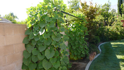 gourd trellis